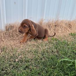 Boy 6. Small white spot - Liver and tan male Bloodhound puppy in Tahlequah, Oklahoma from HNH Hounds