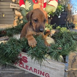 Jamie Blue collar - Rd whtn blk nose male Rhodesian Ridgeback puppy in Gaffney, South Carolina from Circle D Farms