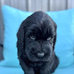 Queso - Black male Giant Schnauzer puppy in Collinsville, Mississippi from Hillside Kennels