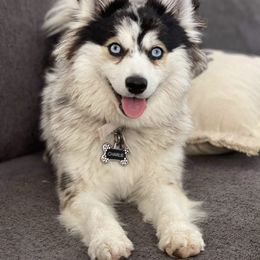 Charlie - Pomsky