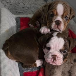 Raven - Chocolate tri-color female Bulldog puppy in Harrisburg, Pennsylvania from Central PA WiggleButts Bulldogs