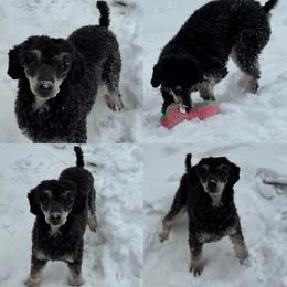 Coop - Phantom male Poodle puppy in Arkoma, Oklahoma from Virelle Poodles