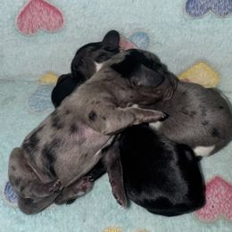 Dachshund Puppies from Dachshund Dad