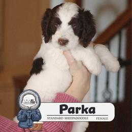Parka - Brown and white female Sheepadoodle puppy in Cleveland, Tennessee from Narrow Path Old English & Sheepadoodles