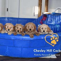 Cockapoo Puppies from Chesley Hill Cockapoos
