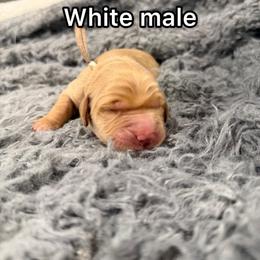 Boy 3 - Golden male Golden Retriever puppy in Salt Lake City, Utah from Soaring golden retrievers