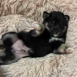 Bear - Black and tan male Shiba Inu puppy in Tamarac, Florida from The Queen of Shibas