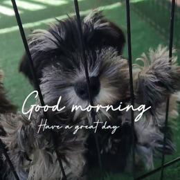 Archer- Light blue collar Male - Black and silver male Miniature Schnauzer puppy in Atascadero, California from Zion Miniature Schnauzers