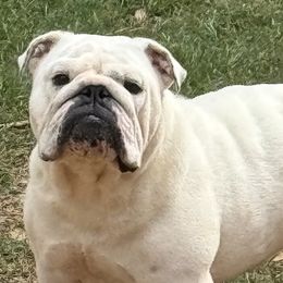 Bulldog and French Bulldog All Grown Up from Empire Bulldogs & French Bulldogs