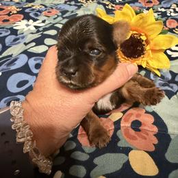 Yorkshire Terrier Puppies from Cuddles of Cuteness