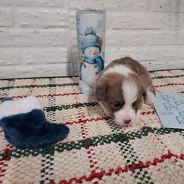 Boy 3 - male Pembroke Welsh Corgi puppy in Tucson, Arizona from Sierrita Mountain Corgis