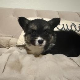 Winnie - Black and tan female American Corgi puppy in Decatur, Texas from Bar S Corgis
