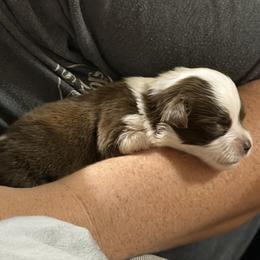 Tattoo - Red tri male Toy Australian Shepherd puppy in Ba, Oklahoma from Too Many Kisses Toy Aussie Kennel