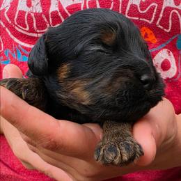Buckwheat - Black and tan male Cockapoo puppy in Indiahoma, Oklahoma from Phamily Doodles