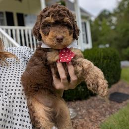 Cashew (Cash) - Brown male Bernedoodle puppy in Marion, Ohio from Doodles & Doxies