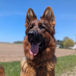 Pansy - German Shepherd