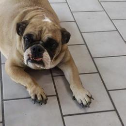 Lindsay - Bulldog