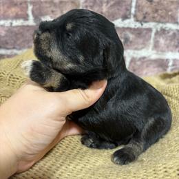 Romeo - Black and silver male Miniature Schnauzer puppy in Lufkin, Texas from C&K’s Schnauzer House
