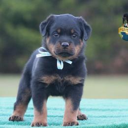 Keno - Black and mahogany male Rottweiler puppy in Uniontown, Alabama from CedarBluff Rottweilers