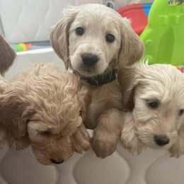 Bernedoodle and Goldendoodle Puppies from Lyon and Luna Goldendoodles Bernedoodles