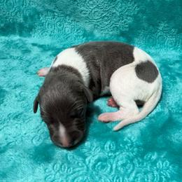 Integrity - White and blue male Whippet puppy in Gentry, Arkansas from Mardel Robeson of Mulberry Hollow Whippets