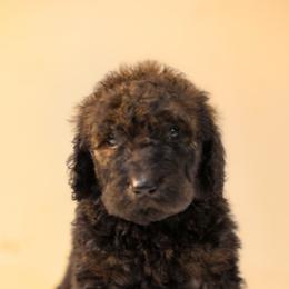 Purple girl - Sable female Goldendoodle puppy in Houston, Texas from Bay Area Doodles