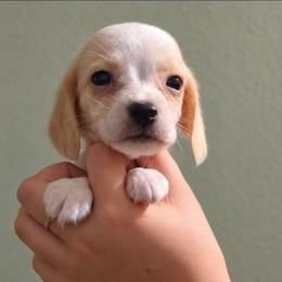 Mr Lion - Lemon and white male Beagle puppy in Lake City, Florida from Sunkissed Beagles