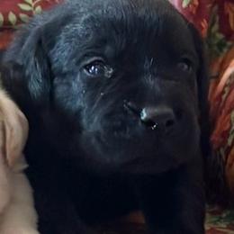 Boy 3 - Black male Labrador Retriever puppy in Jamestown, Ohio from Heartlands Quality Labrador Retrievers