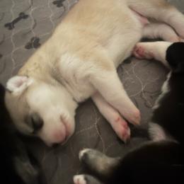 Casey - Black tan and white male Siberian Husky puppy in Bangs, Texas from Final Siberians