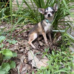 Ximena - Chihuahua