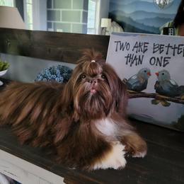 AKC/FCI Scarlett - Shih Tzu