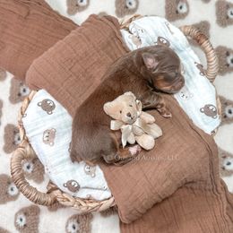 BROWNIE - Red tri Miniature Australian Shepherd puppy in Oklahoma City, Oklahoma from Outland Toy & Mini Aussies