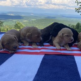 Bernedoodles from Doodles with a View
