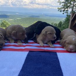 Bernedoodles from Doodles with a View