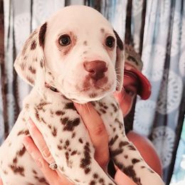 Girl 1 - Dalmatian puppy in Westfield, Massachusetts from Adopt A Spot New England