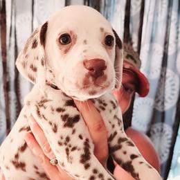 Girl 1 - Dalmatian puppy in Westfield, Massachusetts from Adopt A Spot New England