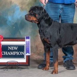 American Pit Bull Terriers and Rottweilers from Southpaws Kennel