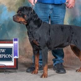 American Pit Bull Terriers and Rottweilers from Southpaws Kennel
