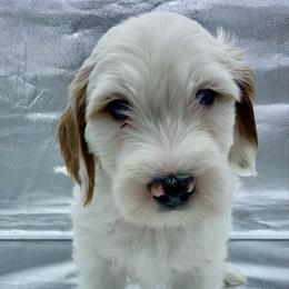 Milo - Parti male Goldendoodle puppy in Travelers Rest, South Carolina from Bailey Mountain Doodles