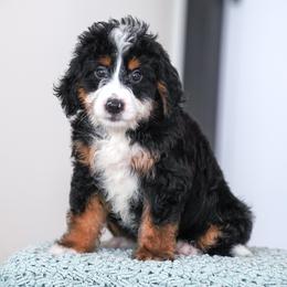 Picante - Tri-color female Bernedoodle puppy in Dundee, Ohio from Down Home Doodle