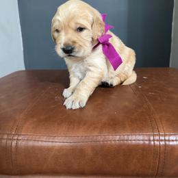 Golden Retriever Female- Purple - Golden female Golden Retriever puppy in Piedmont, South Carolina from The Farm at Saluda Ridge