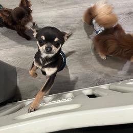 Remi - Chihuahua