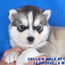 DELLA'S MALE 7 - Gray and white male Siberian Husky puppy in Manilla, Iowa from Bruck's Siberian Huskies
