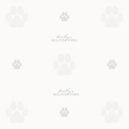 Schnoodle puppies from Bentley's Beloved Paws