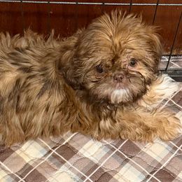 Brandy - Red female Shih Tzu puppy in Victorville, California from RUMBLE n TUMBLE