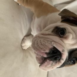 Bulldogs from Adora Bulldogs