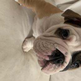 Bulldogs from Adora Bulldogs