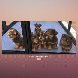 Yorkshire Terrier Puppies from Southerland's Southern Charm Yorkies