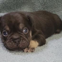 Sitting Bull - Liver male French Bulldog puppy in Ardmore, Oklahoma from Big Ox Bulldogs