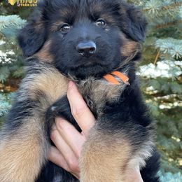Boy 2 - German Shepherd puppy in Powell, Wyoming from Von Reich Haus